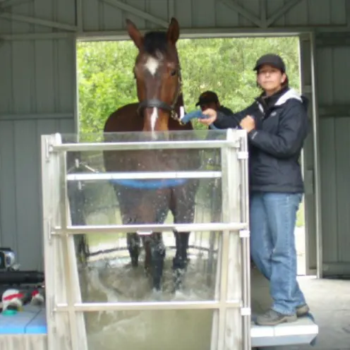 Veterinarian holding bridle of horse walking on water treadmill